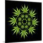 Cannabis Leaves-David Nicholls-Mounted Photographic Print