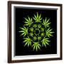 Cannabis Leaves-David Nicholls-Framed Photographic Print