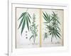 Cannabis Mas and Cannabis Foemina, from 'Herbarium Blackwellianum', 1757-Elizabeth Blackwell-Framed Giclee Print