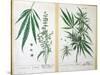 Cannabis Mas and Cannabis Foemina, from 'Herbarium Blackwellianum', 1757-Elizabeth Blackwell-Stretched Canvas