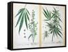 Cannabis Mas and Cannabis Foemina, from 'Herbarium Blackwellianum', 1757-Elizabeth Blackwell-Framed Stretched Canvas