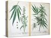 Cannabis Mas and Cannabis Foemina, from 'Herbarium Blackwellianum', 1757-Elizabeth Blackwell-Stretched Canvas