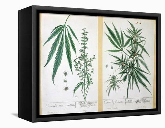 Cannabis Mas and Cannabis Foemina, from 'Herbarium Blackwellianum', 1757-Elizabeth Blackwell-Framed Stretched Canvas