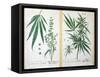 Cannabis Mas and Cannabis Foemina, from 'Herbarium Blackwellianum', 1757-Elizabeth Blackwell-Framed Stretched Canvas