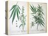 Cannabis Mas and Cannabis Foemina, from 'Herbarium Blackwellianum', 1757-Elizabeth Blackwell-Stretched Canvas