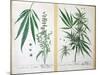 Cannabis Mas and Cannabis Foemina, from 'Herbarium Blackwellianum', 1757-Elizabeth Blackwell-Mounted Giclee Print