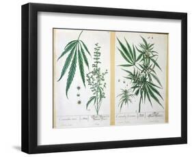 Cannabis Mas and Cannabis Foemina, from 'Herbarium Blackwellianum', 1757-Elizabeth Blackwell-Framed Giclee Print