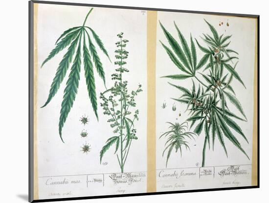 Cannabis Mas and Cannabis Foemina, from 'Herbarium Blackwellianum', 1757-Elizabeth Blackwell-Mounted Giclee Print