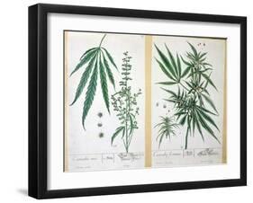 Cannabis Mas and Cannabis Foemina, from 'Herbarium Blackwellianum', 1757-Elizabeth Blackwell-Framed Giclee Print