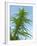 Cannabis Plant, from Below, Blue Sky-Harald Kroiss-Framed Photographic Print