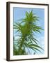 Cannabis Plant, from Below, Blue Sky-Harald Kroiss-Framed Photographic Print