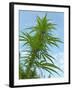 Cannabis Plant, from Below, Blue Sky-Harald Kroiss-Framed Photographic Print