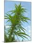 Cannabis Plant, from Below, Blue Sky-Harald Kroiss-Mounted Photographic Print