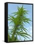 Cannabis Plant, from Below, Blue Sky-Harald Kroiss-Framed Stretched Canvas