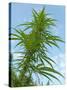 Cannabis Plant, from Below, Blue Sky-Harald Kroiss-Stretched Canvas