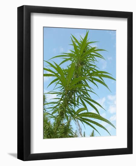 Cannabis Plant, from Below, Blue Sky-Harald Kroiss-Framed Photographic Print