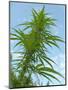 Cannabis Plant, from Below, Blue Sky-Harald Kroiss-Mounted Photographic Print
