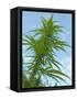 Cannabis Plant, from Below, Blue Sky-Harald Kroiss-Framed Stretched Canvas