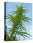 Cannabis Plant, from Below, Blue Sky-Harald Kroiss-Stretched Canvas