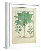 Cannabis-Robinet Testard-Framed Giclee Print