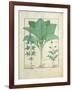 Cannabis-Robinet Testard-Framed Giclee Print