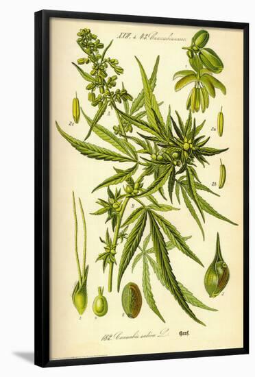 Cannibis Sativa-null-Framed Poster