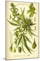 Cannibis Sativa-null-Mounted Poster