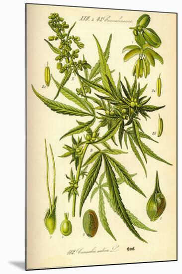Cannibis Sativa-null-Mounted Poster
