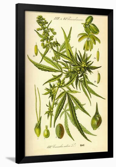 Cannibis Sativa-null-Framed Poster