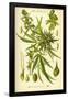 Cannibis Sativa-null-Framed Poster
