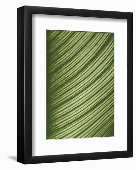 Cannis Veins-Jenny Kraft-Framed Art Print