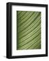 Cannis Veins-Jenny Kraft-Framed Art Print