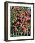 Cannon Beach Blooms-Bethany Young-Framed Photographic Print