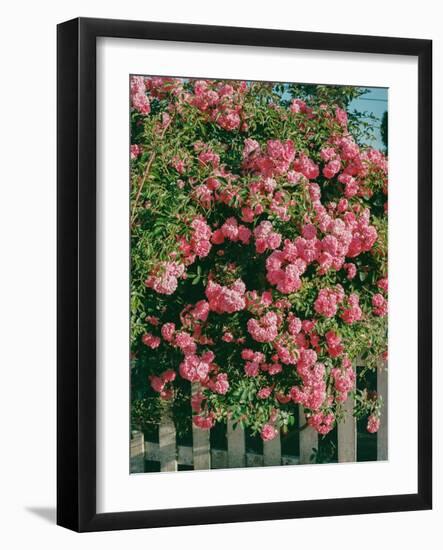 Cannon Beach Blooms-Bethany Young-Framed Photographic Print