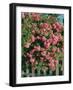 Cannon Beach Blooms-Bethany Young-Framed Photographic Print