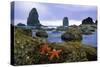 Cannon Beach Panoramic-Steve Terrill-Stretched Canvas