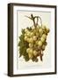 Cannon Hall Muscat Grape-A. Kreyder-Framed Giclee Print