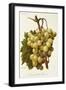 Cannon Hall Muscat Grape-A. Kreyder-Framed Giclee Print