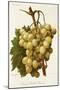 Cannon Hall Muscat Grape-A. Kreyder-Mounted Giclee Print