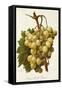 Cannon Hall Muscat Grape-A. Kreyder-Framed Stretched Canvas
