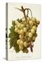 Cannon Hall Muscat Grape-A. Kreyder-Stretched Canvas