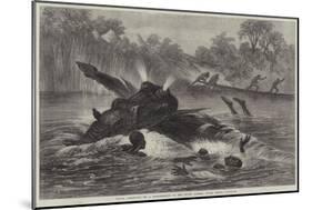 Canoe Destroyed by a Hippopotamus on the River Zambesi, South Africa-null-Mounted Giclee Print