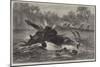Canoe Destroyed by a Hippopotamus on the River Zambesi, South Africa-null-Mounted Premium Giclee Print