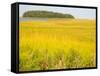 Canoeing the Sloughs and Waterways of Long Island Sound, The Hamptons, New York, USA-null-Framed Stretched Canvas