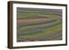 Canola and Corn Crop,Kunming Dongchuan Red Land, China-Darrell Gulin-Framed Photographic Print