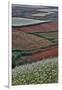 Canola and Corn Crop,Kunming Dongchuan Red Land, China-Darrell Gulin-Framed Photographic Print