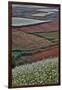 Canola and Corn Crop,Kunming Dongchuan Red Land, China-Darrell Gulin-Framed Photographic Print