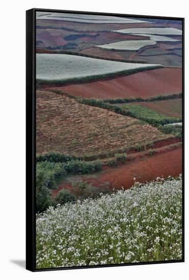 Canola and Corn Crop,Kunming Dongchuan Red Land, China-Darrell Gulin-Framed Stretched Canvas