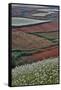 Canola and Corn Crop,Kunming Dongchuan Red Land, China-Darrell Gulin-Framed Stretched Canvas