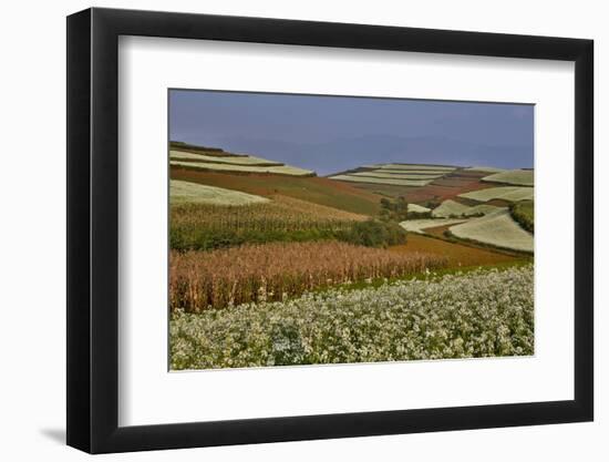 Canola and Corn Crop,Kunming Dongchuan Red Land, China-Darrell Gulin-Framed Photographic Print